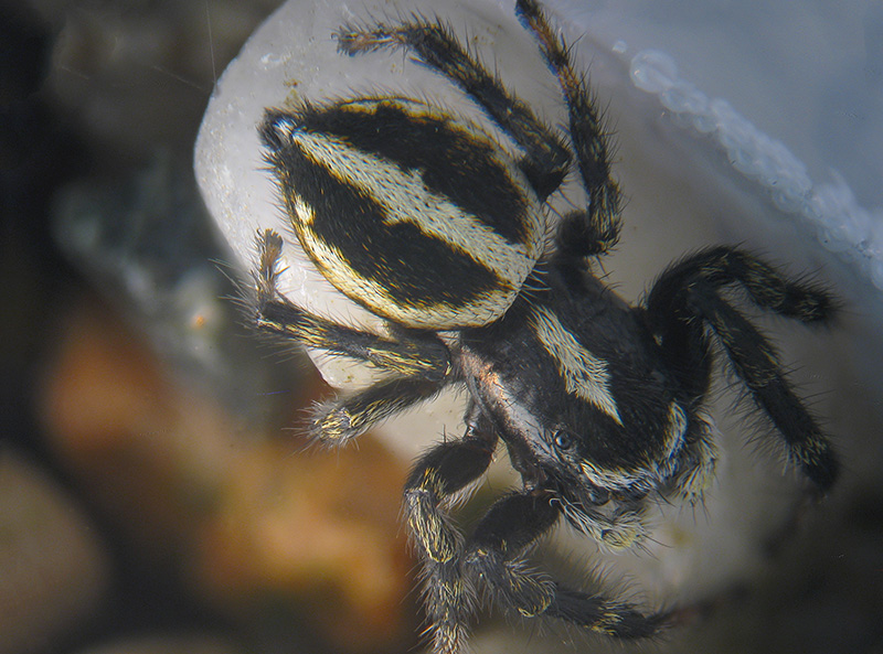 Pellenes sp.?  No, Sitticus longipes - Parco Veglia-Devero (VCO)
